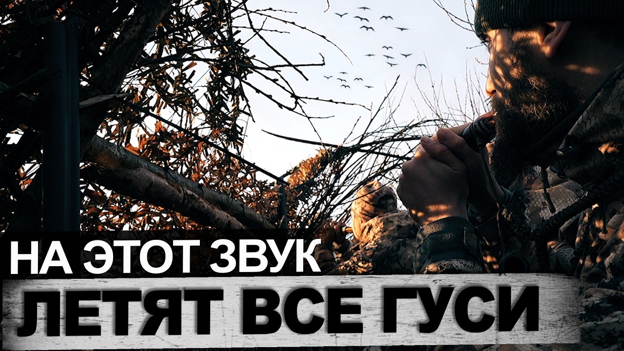 Как манить гуся