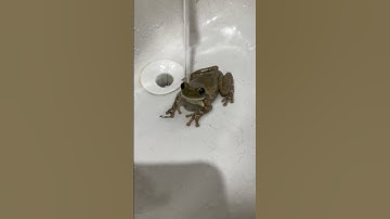 Frog Hops From Sink to Face || ViralHog