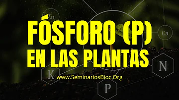 ¿Cuál es la función del fósforo en las plantas?