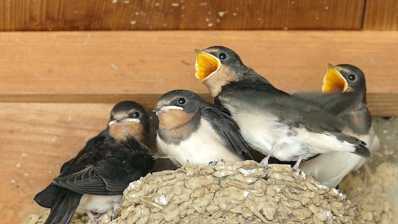 Baby Barn Swallow 51