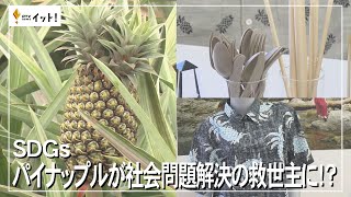 SDGs] Is Pineapple the Savior for Solving Social Issues!? (Okinawa