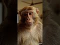 மனுஷன் vs பெரிய மனுஷன் 😂 யாரு நீங்க? | KMV #shorts #reels #viral