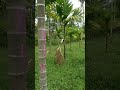 Kesuburan rumput sebelum kita sapu bersih