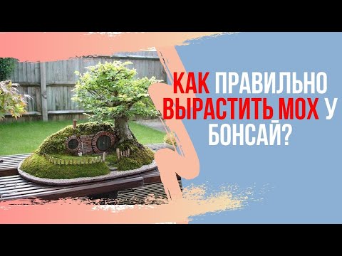 Как правильно выращивать МОХ на БОНСАЙ. 4 основных правила выращивания красивого мха
