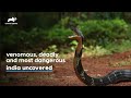 Most Deadliest Snake - King Cobra | India Uncovered | Mon - Fri at 7 PM | Animal Planet india