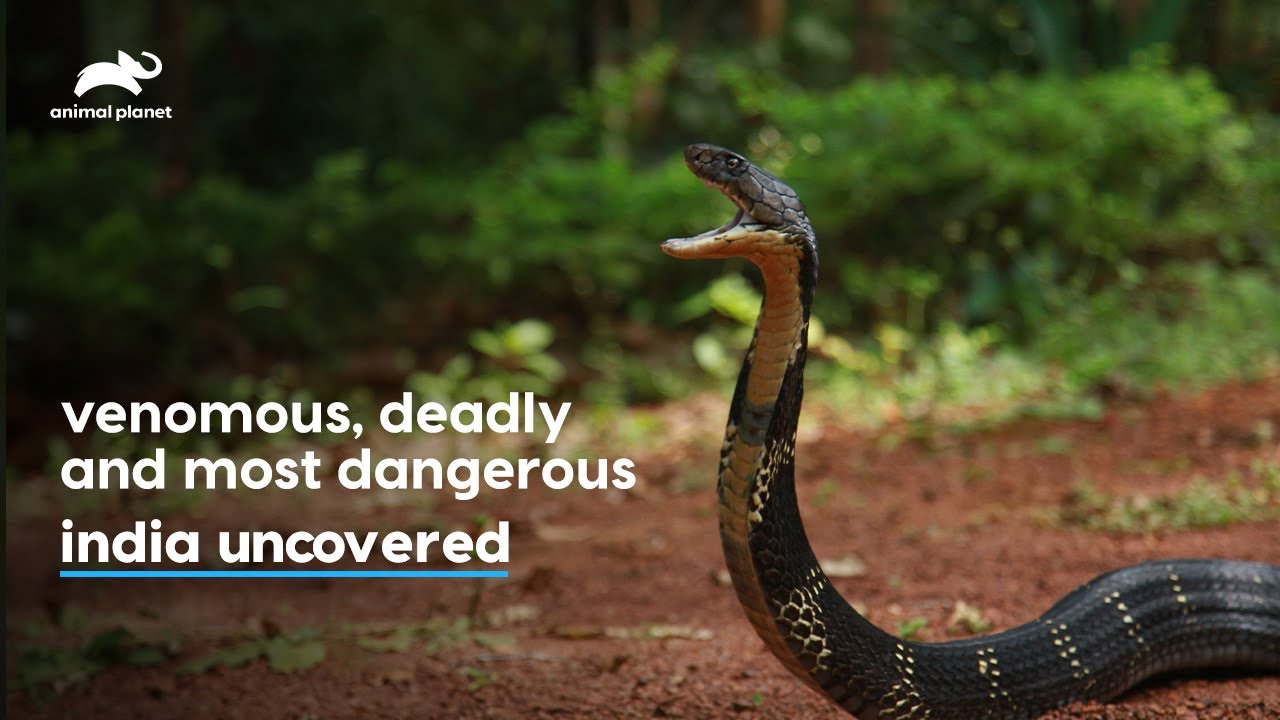 Most Deadliest Snake King Cobra India Uncovered Mon Fri At 7 Pm