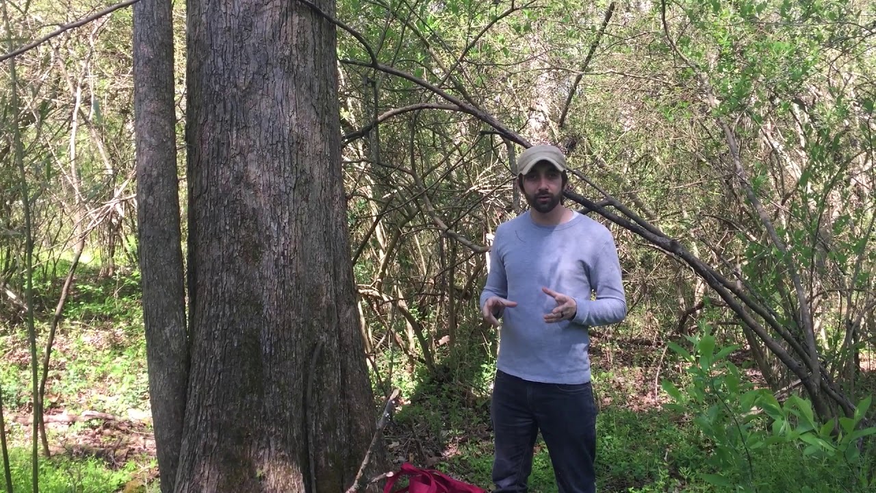 Potential Pantry How to Find NC Morels