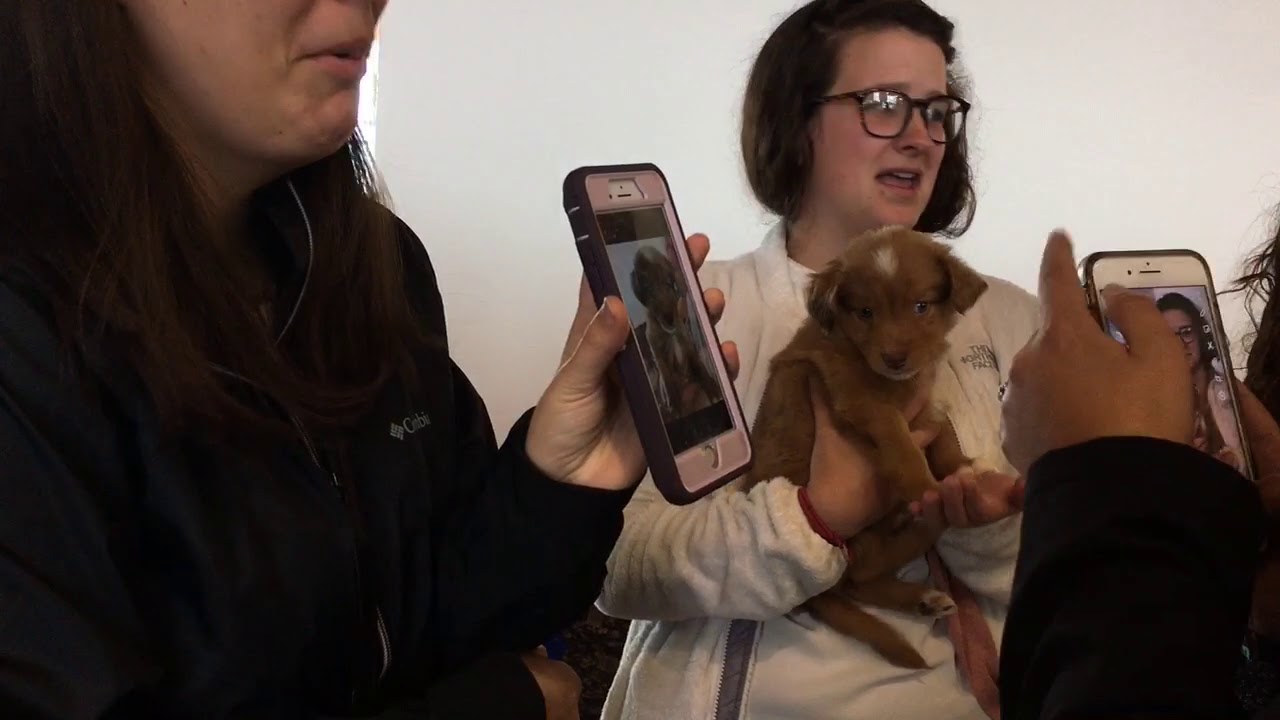 newspaper mockup Puppies in Uptown Bay City