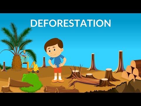 Odlesňovanie | Príčiny, dôsledky a riešenia | Video pre deti