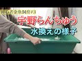 【初心者金魚飼育#3】普段の水換えの様子