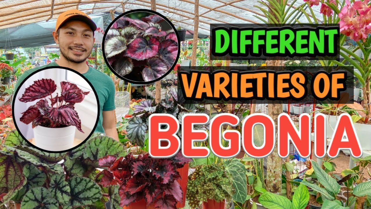 DIFFERENT VARIETIES OF BEGONIA