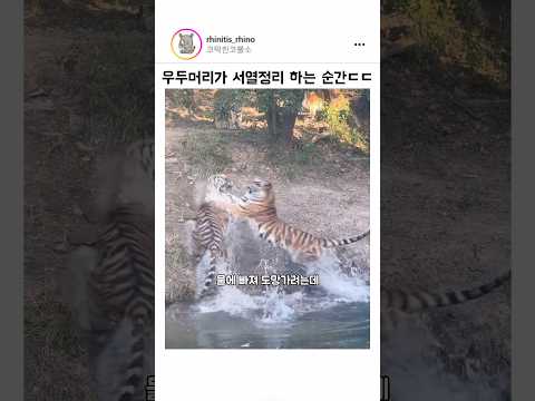 우두머리가 서열 정리하는 순간 ㄷㄷ thumbnail