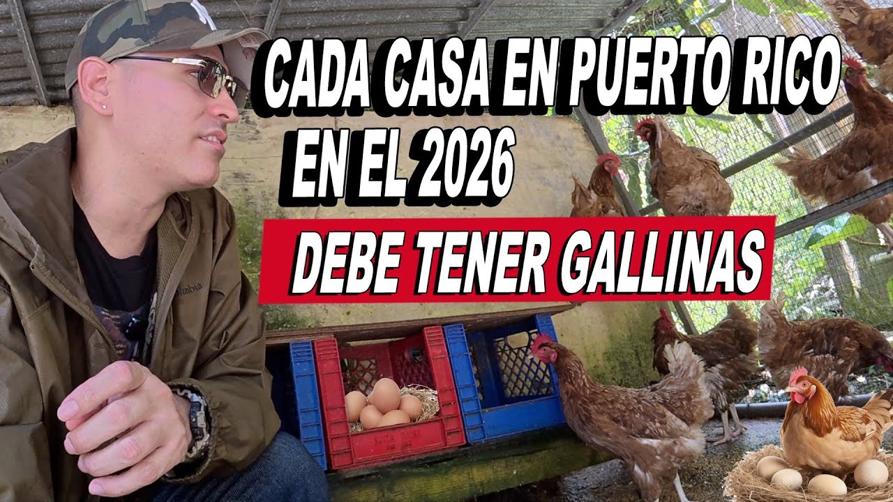 Debemos Cosechar El 30% De Lo Que Consumimos - Jamsha En El Gallinero 🇵🇷 Puerto Rico