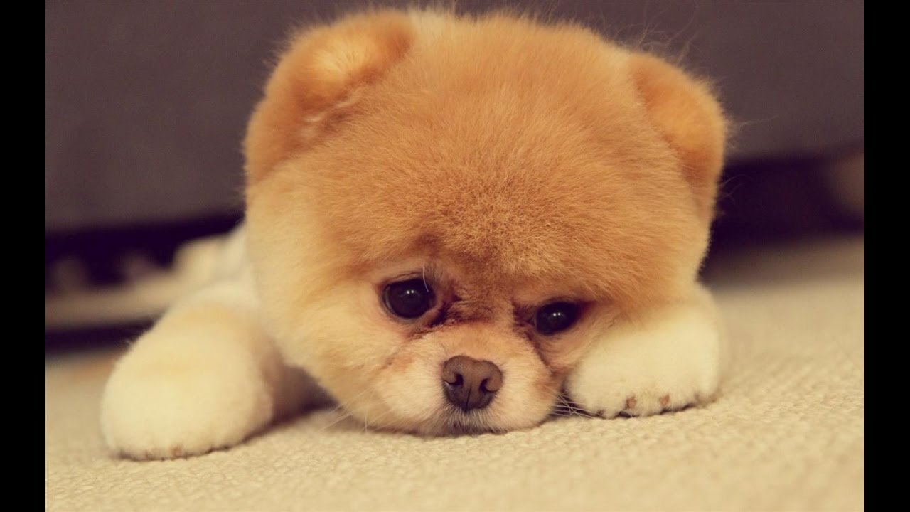 Top 10 Cutest Dog Breeds YouTube