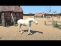 Horse animation by Lee Caller