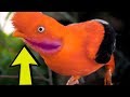 7 Aves Da Amazônia Mais Bonitas E única Do Mundo