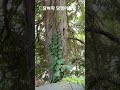 담벼락 담쟁이 덩굴 최경현