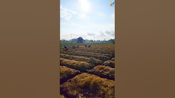 TRỒNG ỚT Ở CỒN CHÂU MA