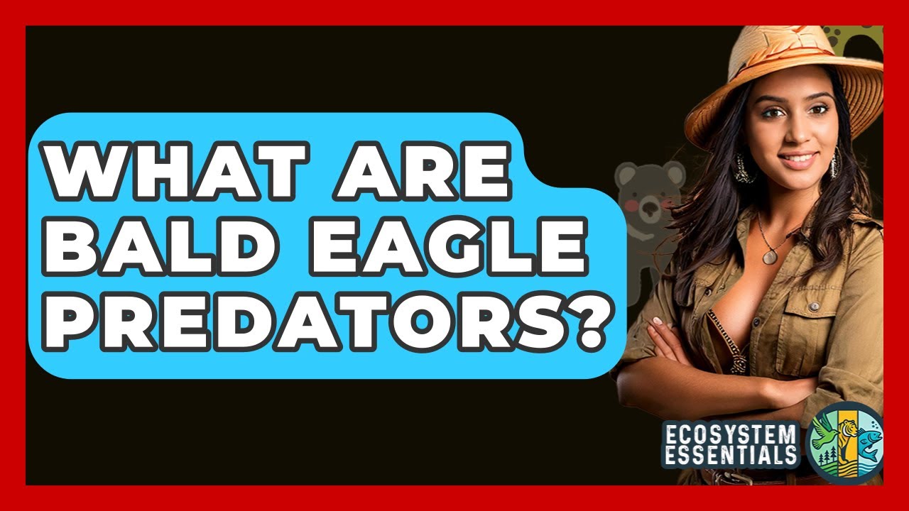 What Are Bald Eagle Predators? - Ecosystem Essentials