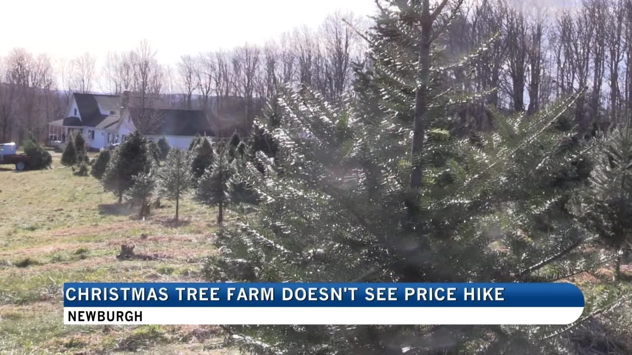 Local Christmas Tree Farm not seeing increasing tree prices - YouTube