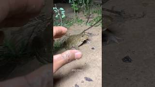 Boing catch frogs funny | frogg catch funny wep wep | funny froggy #shorts #frog #funny