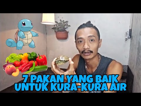 7 PAKAN YANG BAIK UNTUK KURA-KURA AIR, BIKIN KURA-KURA RAKUS KALO MAKAN INI !!!