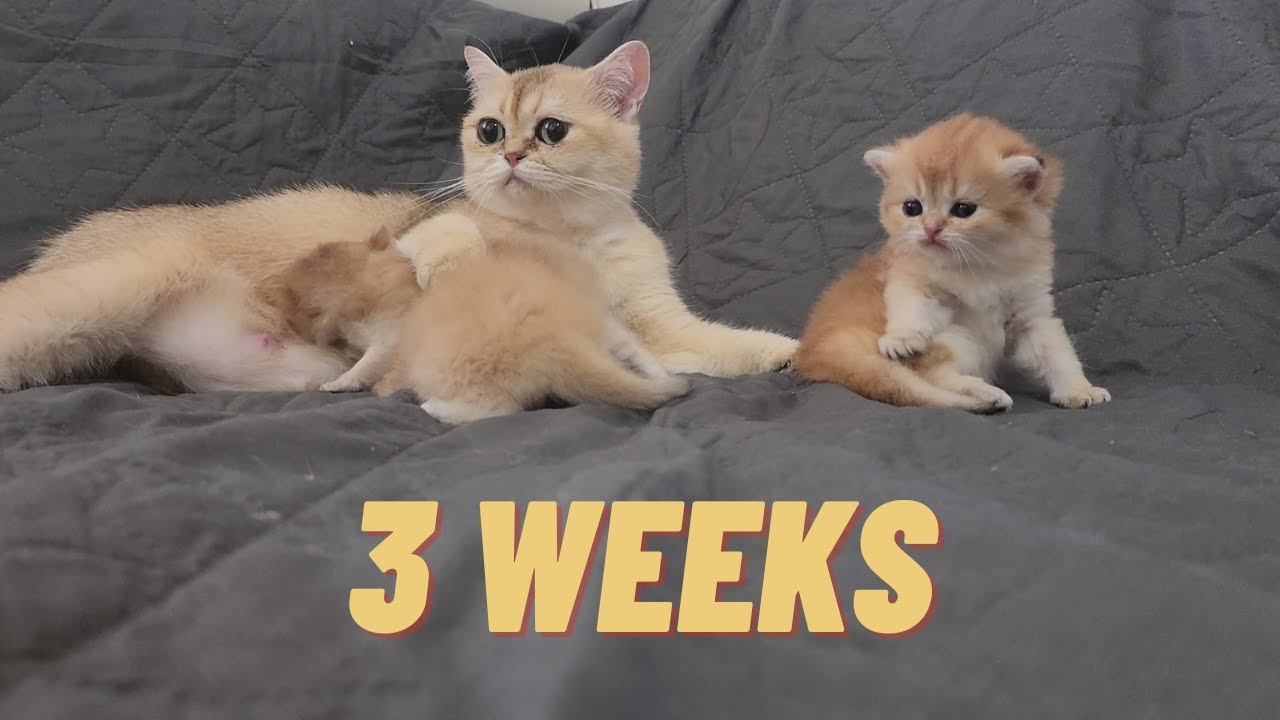 Eve's Adorable Kittens: Cute Moment at 3 Weeks Old