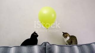 Crazy cats with ballons