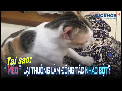 Video: Tại Sao Mèo Lại Giẫm đạp