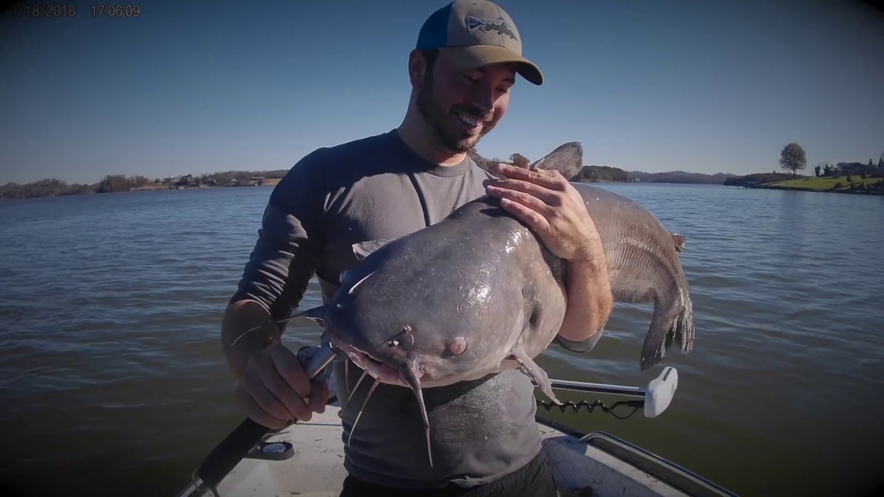 Short but AMAZING day of Catfishing on the Tennessee River! - YouTube