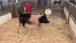 LOT 4 FEB 2022 BRED GILT