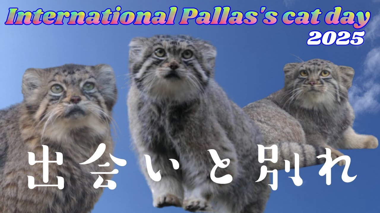 【国際マヌルネコの日★記念動画】出会いと別れ🐾