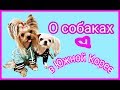 Собаки в Южной Корее. Стрижка. Выгул.