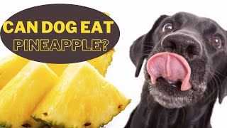 🆕can Dogs Eat Pineapple? Can Dogs Eat Pineapple Core New Video