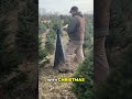 Christmas Tree Farm Roots: From Planting to Childhood Memories #shorts