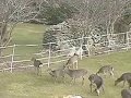 #deer #deerhunter  #forest #electricfence Deer  versus electric fence. Who wins?