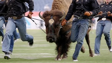 Ralphie the buffalo: the live mascot of the University of Colorado