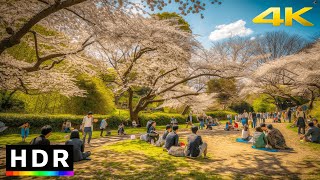 Tokyo Cherry Blossom 2023  Yoyogi Park, Shinjuku Gyoen