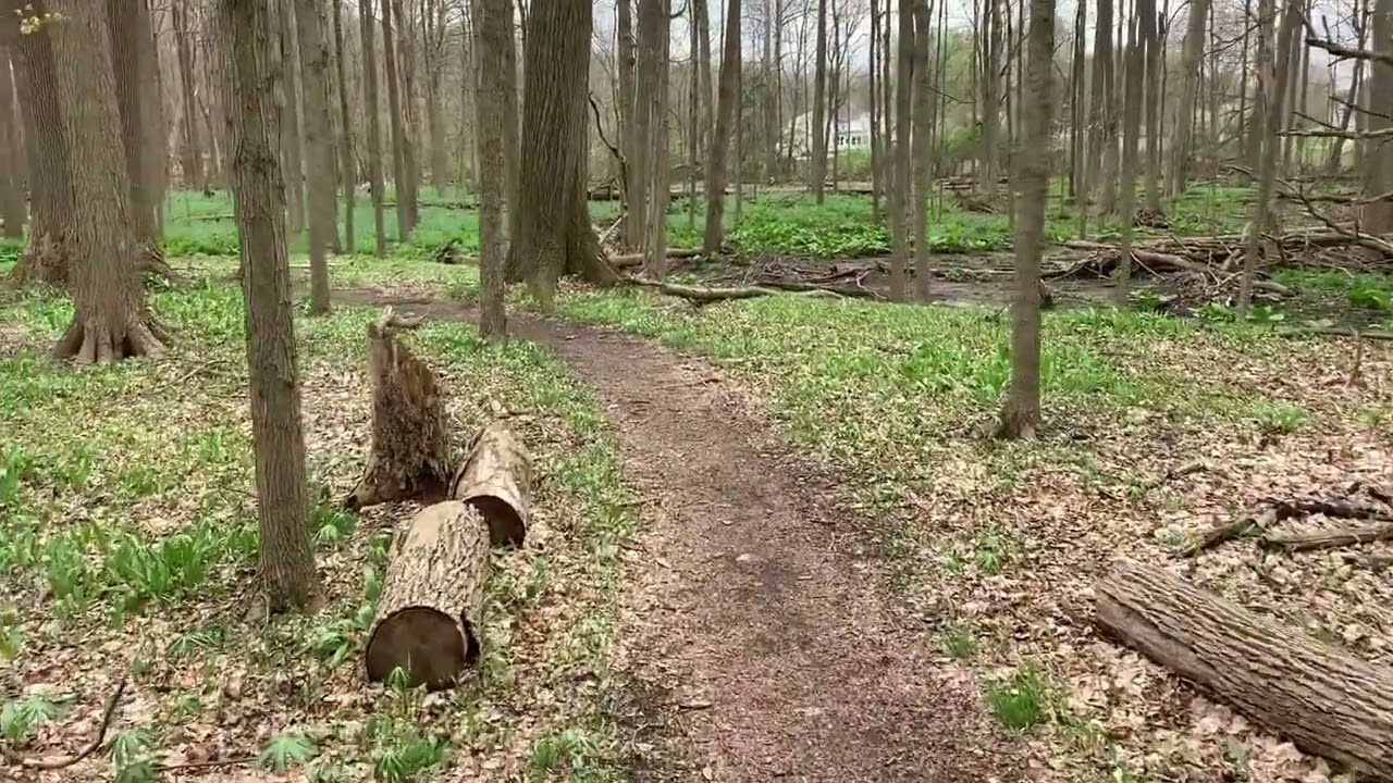 Exploring Poland Woods  Dance of Life