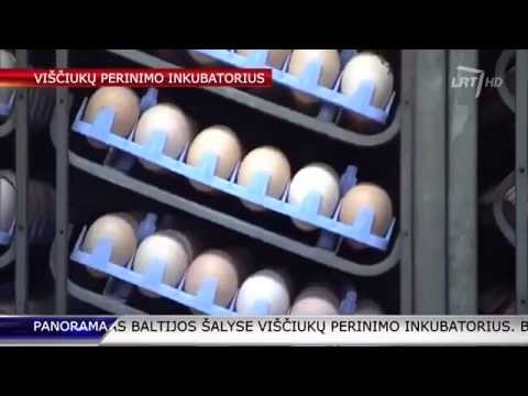 Video: Kaip Pagaminti Putpelių Inkubatorių