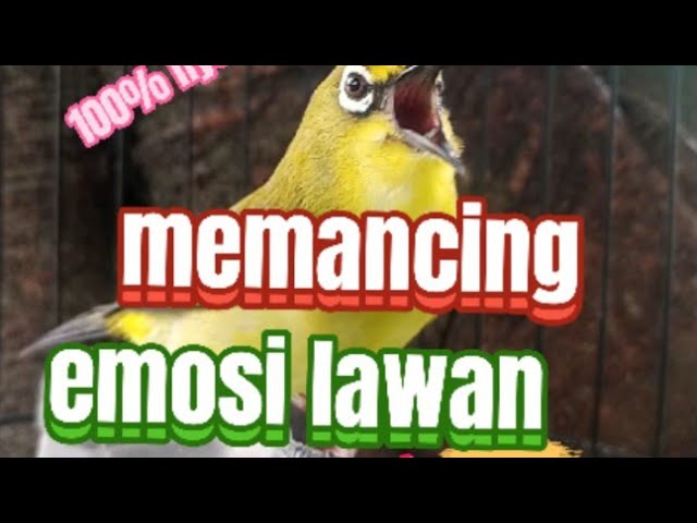 pancingan pleci  kurang ngotot /baley coba pake suara ini di jamin nyaut 100% class=