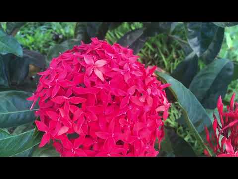 Vídeo: Plantas resistentes a veados na zona 9 – Escolhendo plantas resistentes a veados para jardins da zona 9