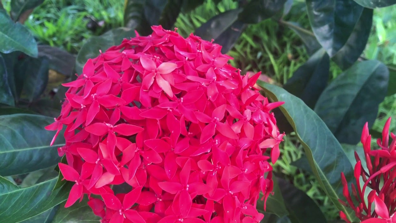 Flores Resistentes ao Sol, ao Frio, a Chuva e ao Calor