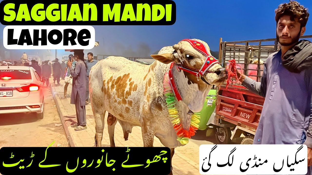 Saggian Mandi Lahore 2025 || Choto Janwaro K Rates || Mandi Lag Gai || Cow Mandi Lahore