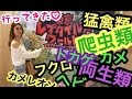 【閲覧注意】爬虫類苦手な人は見ちゃダメ！東京レプタイルズワールド2017に行って来た★