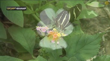 المصحف المرئي - ناصر القطامي - ماتيسر من سورة النساء