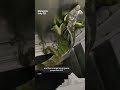 Iguana leaps out of package at FedEx store