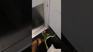 Iguana leaps out of package at FedEx store