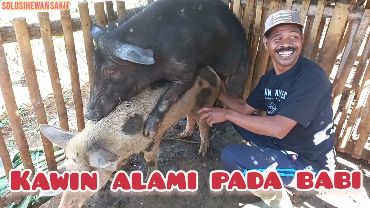 Proses kawin alami pada babi -- SERUUUU GUYS 🤣 - YouTube