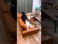 お兄ちゃんのことが好きすぎて離れたくない甘えん坊すぎるボーダーコリー(自分の体が大きいことに気づいてない...) #shorts